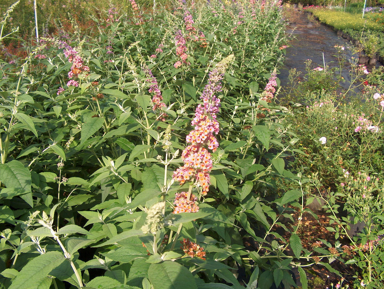 Buddleia davidii 'Bicolor'   / Buddleia davidii 'Bicolor'  