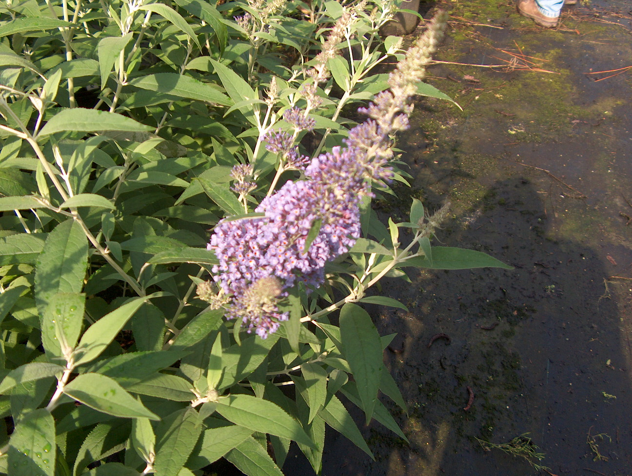 Buddleia davidii 'Ellen's Blue'   / Ellen's Blue Butterfly Bush