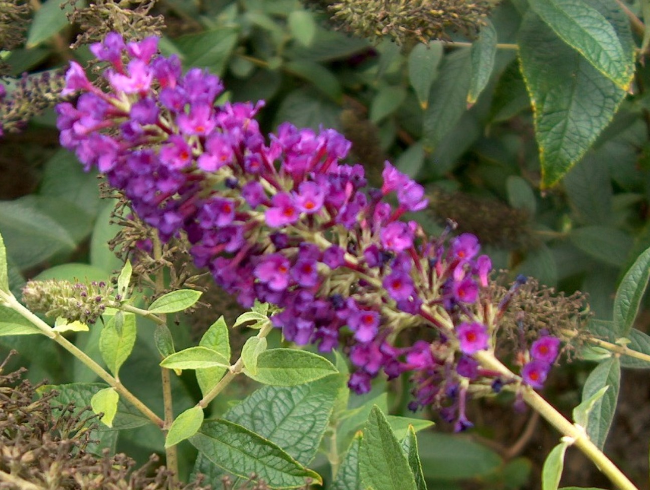 Buddleia davidii 'Guinevere'  / Buddleia davidii 'Guinevere' 