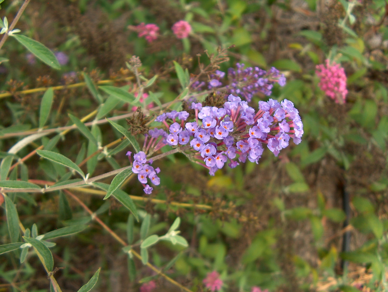 Buddleia davidii 'Nanho Blue'   / Buddleia davidii 'Nanho Blue'  