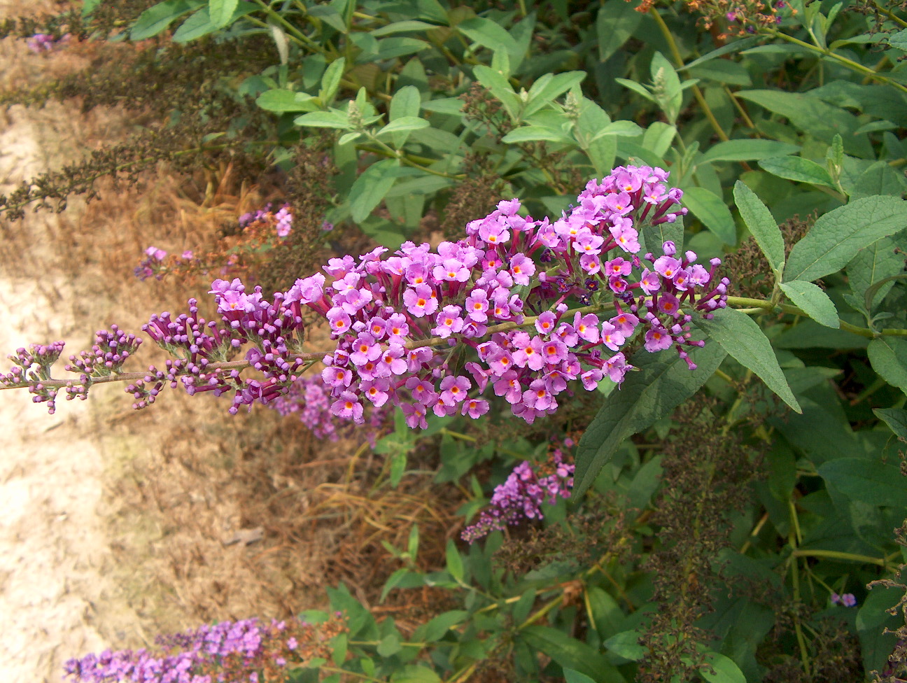 Buddleia davidii 'Opera'   / Opera Butterfly Bush