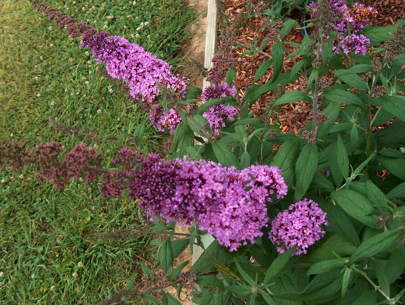 Buddleia davidii / Orange-Eye Butterfly Bush