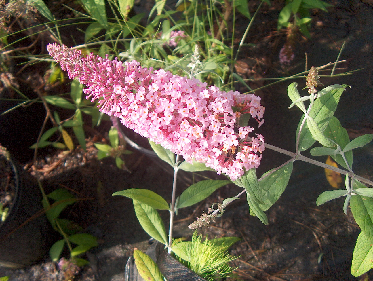 Buddleia davidii 'Pink Delight'   / Pink Delight Butterfly Bush