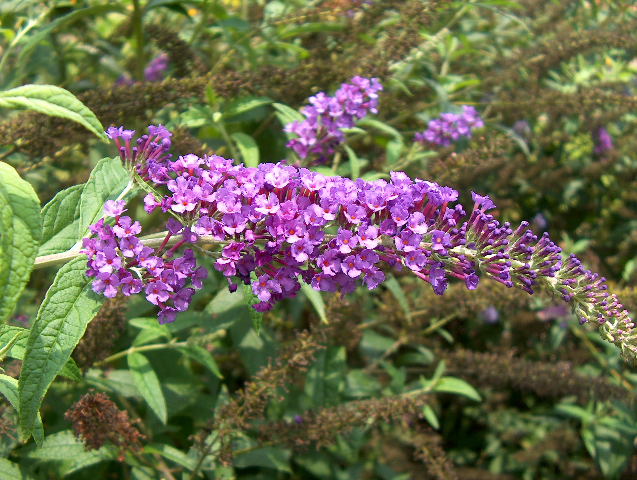 Buddleia davidii 'Potties Purple'  / Potties Purple Butterfly Bush