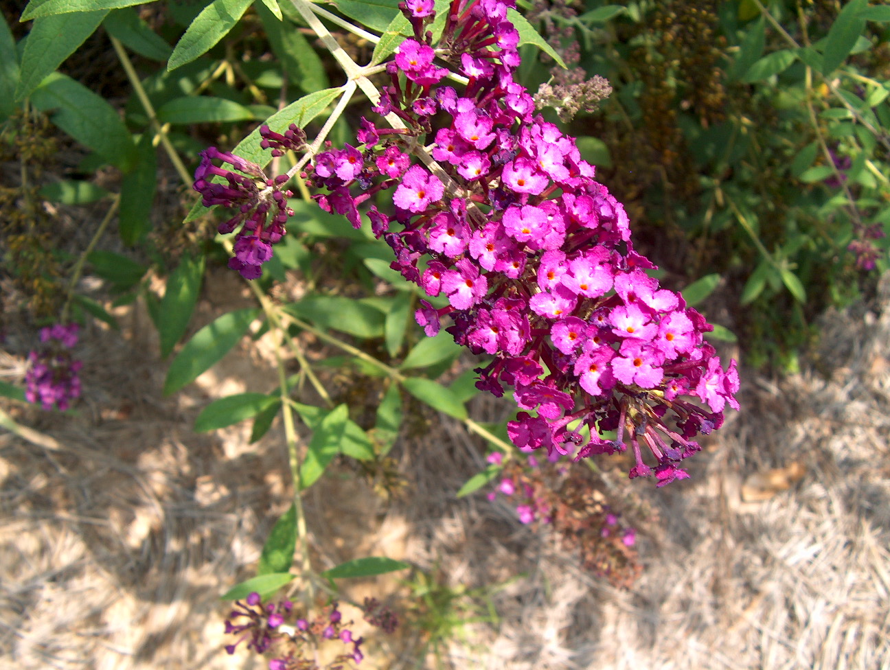 Buddleia davidii 'Royal Red'  / Royal Red Butterfly Bush