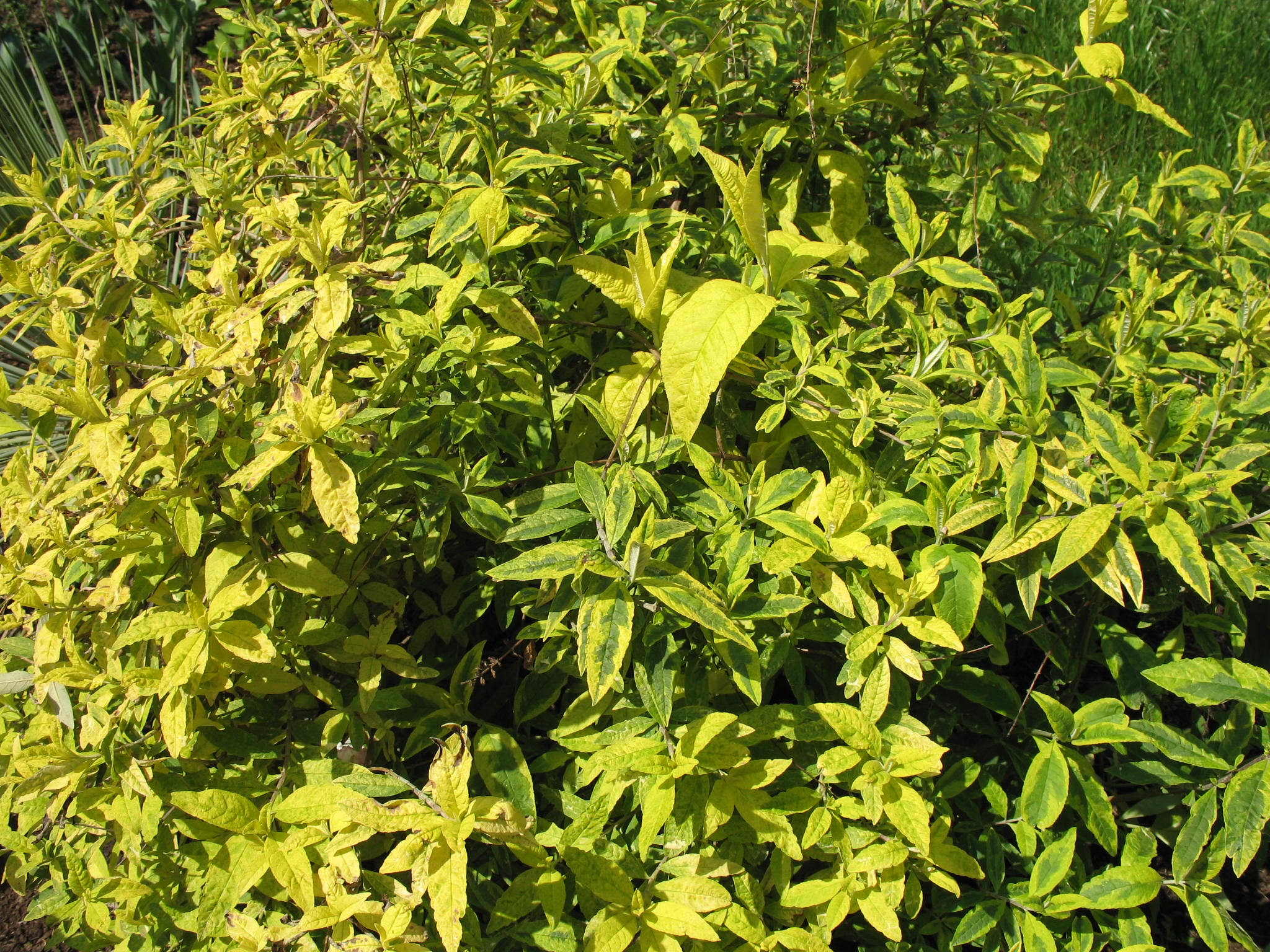 Buddleia davidii 'Santana'   / Santana Butterfly Bush