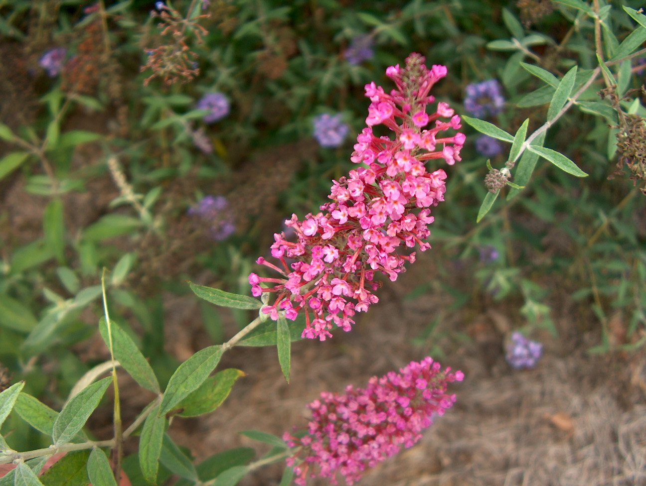 Buddleia davidii 'Summer Beauty'   / Buddleia davidii 'Summer Beauty'  