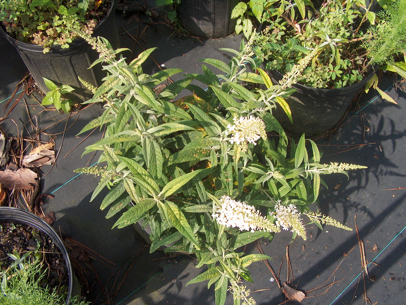 Buddleia davidii 'White Ball'   / White Ball Butterfly Bush