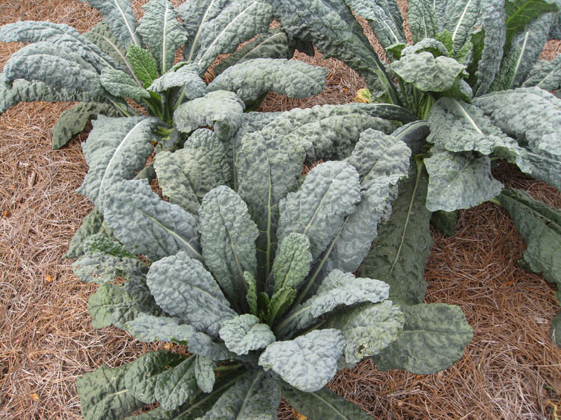 Brassica oleracea var. acephala 'Toscano' / Toscano Kale