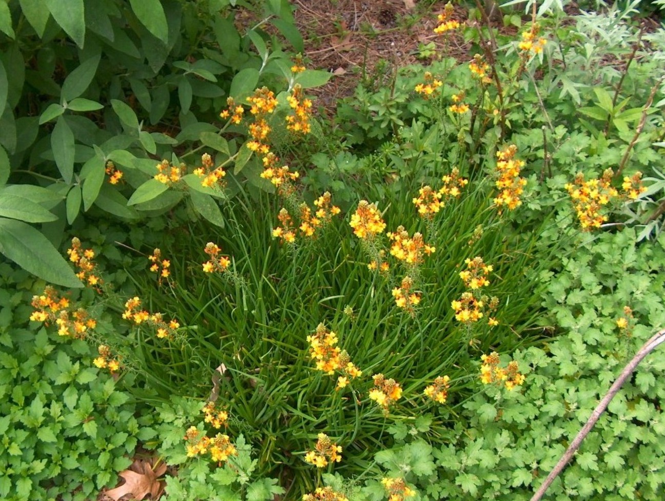 Bulbine fruticosa / Bulbine fruticosa