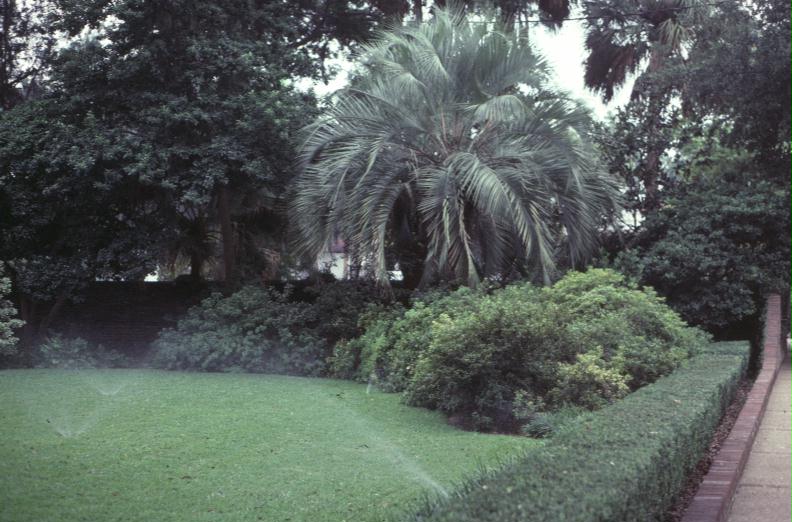 Butia capitata / Butia capitata