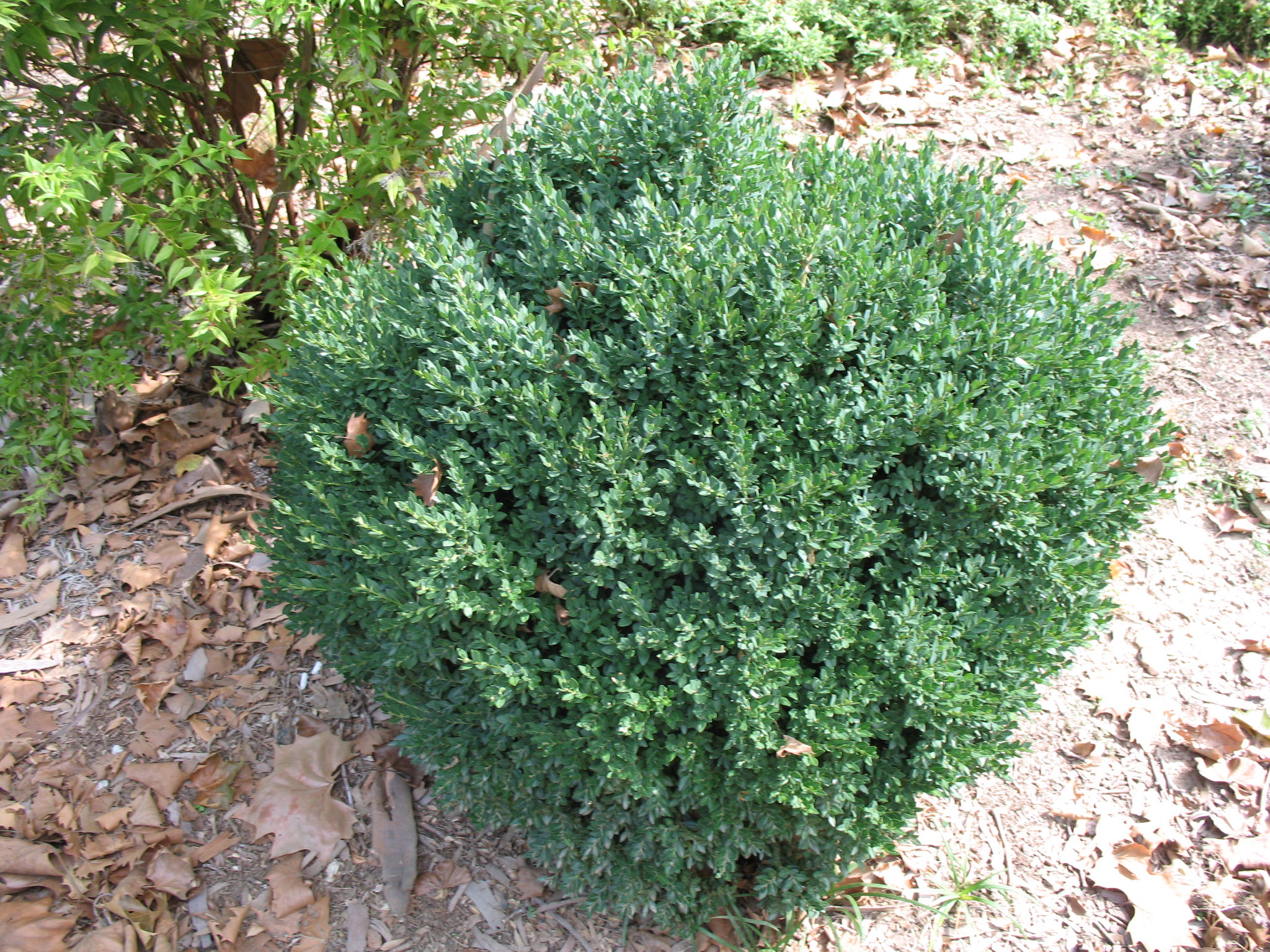 Buxus 'Green Mound'   / Buxus 'Green Mound'  