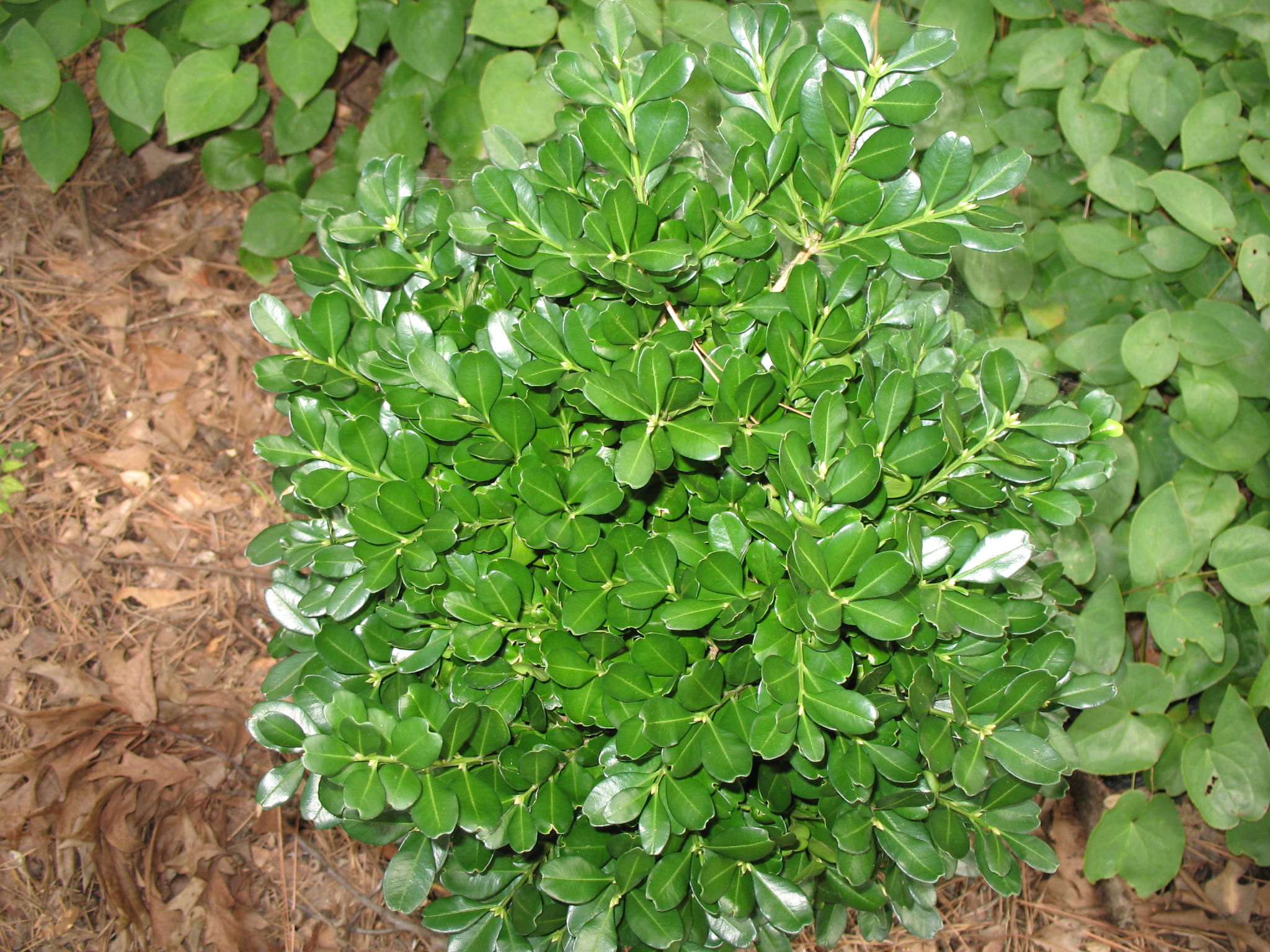 Buxus harlandii 'Richard'   / Richard's Harland Boxwood