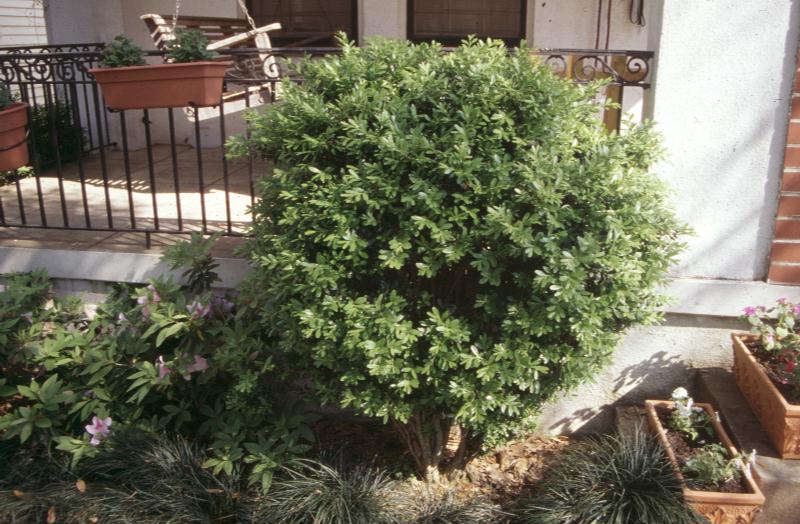 Buxus harlandii / Harland Boxwood