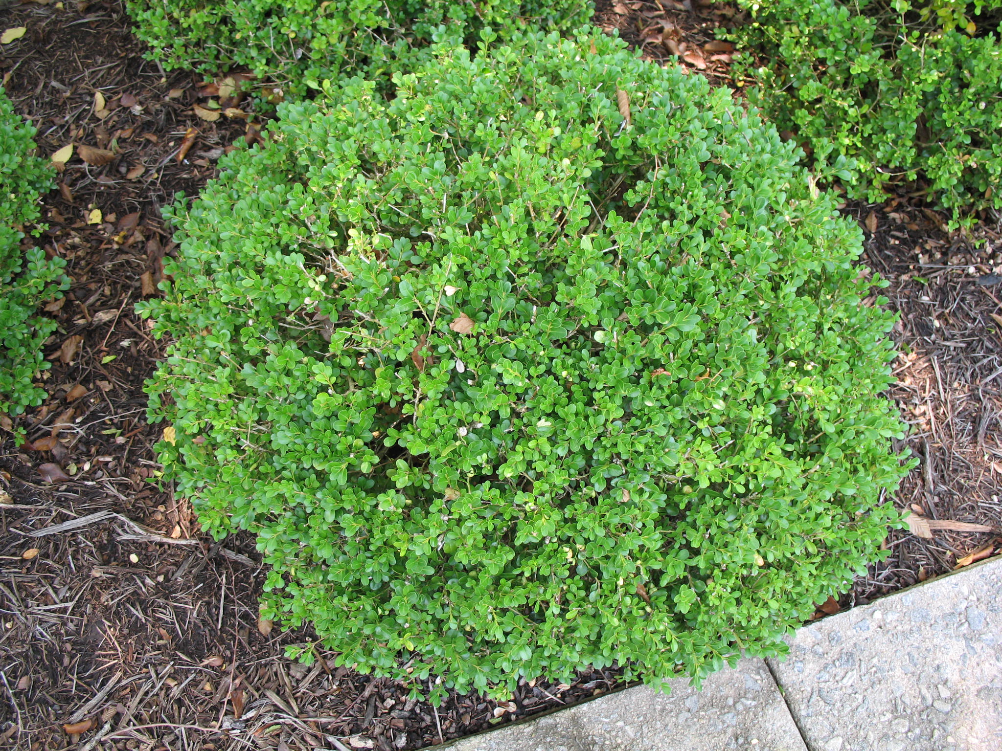 Buxus microphylla 'Green Pillow'   / Buxus microphylla 'Green Pillow'  