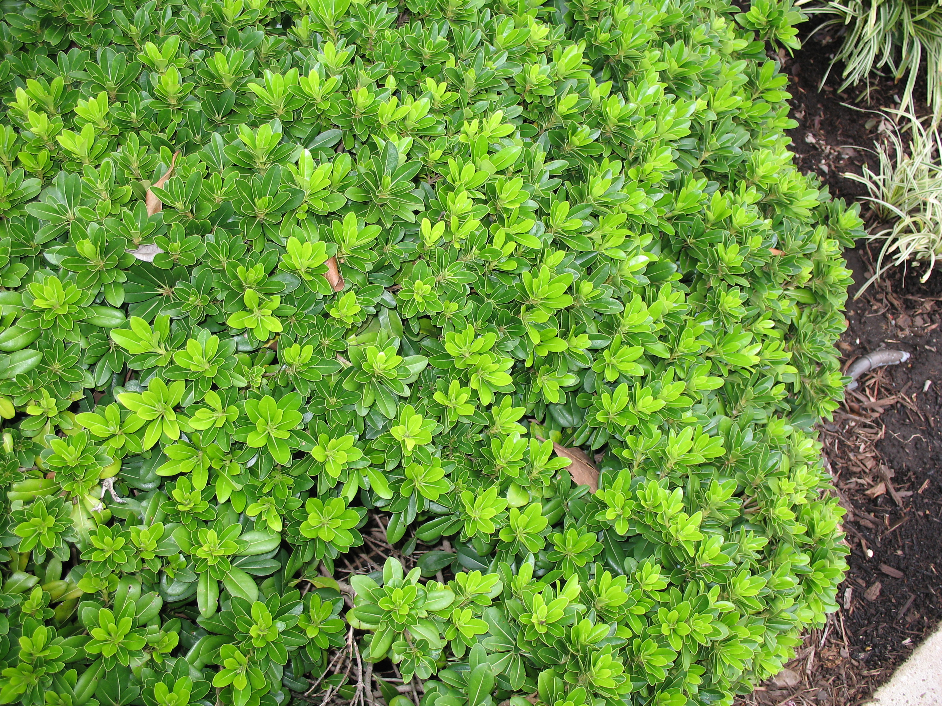 Buxus microphylla / Littleleaf Boxwood