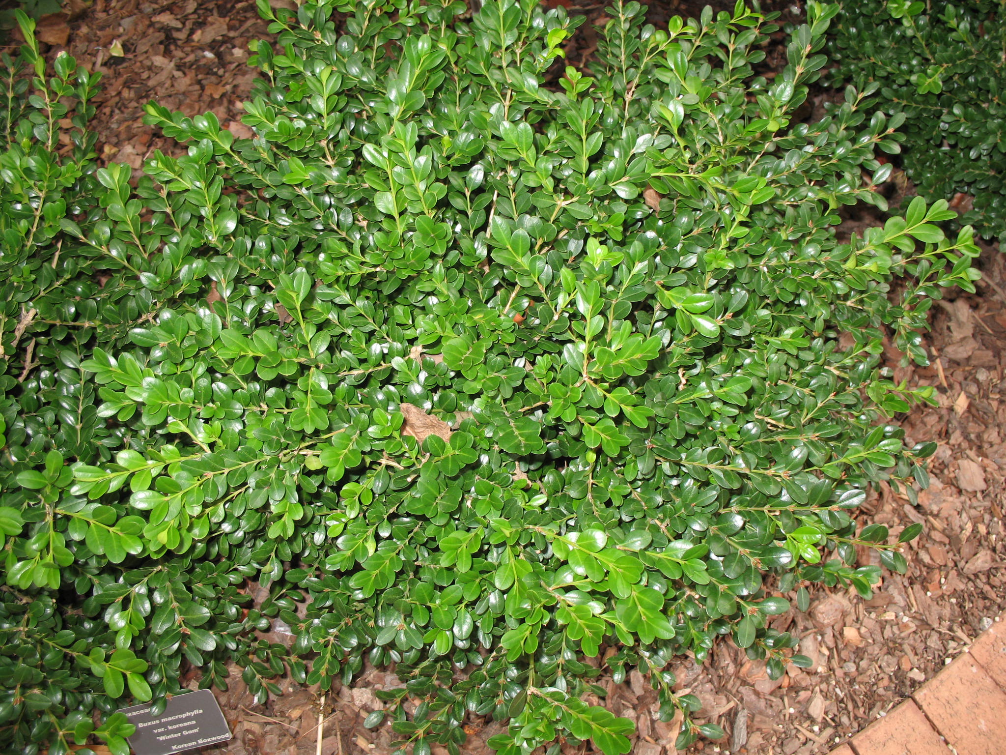 Buxus microphylla var. koreana 'Winter Gem'   / Korean Littleleaf Boxwood
