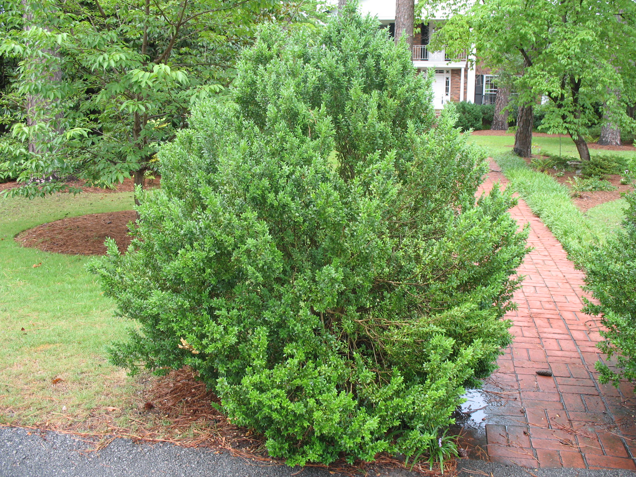 Buxus sempervirens  / English Boxwood