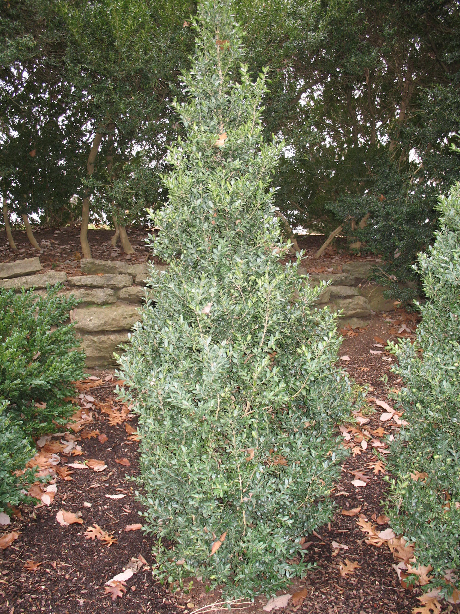 Buxus sempervirens 'Dee Runk'   / Dee Runk Boxwood