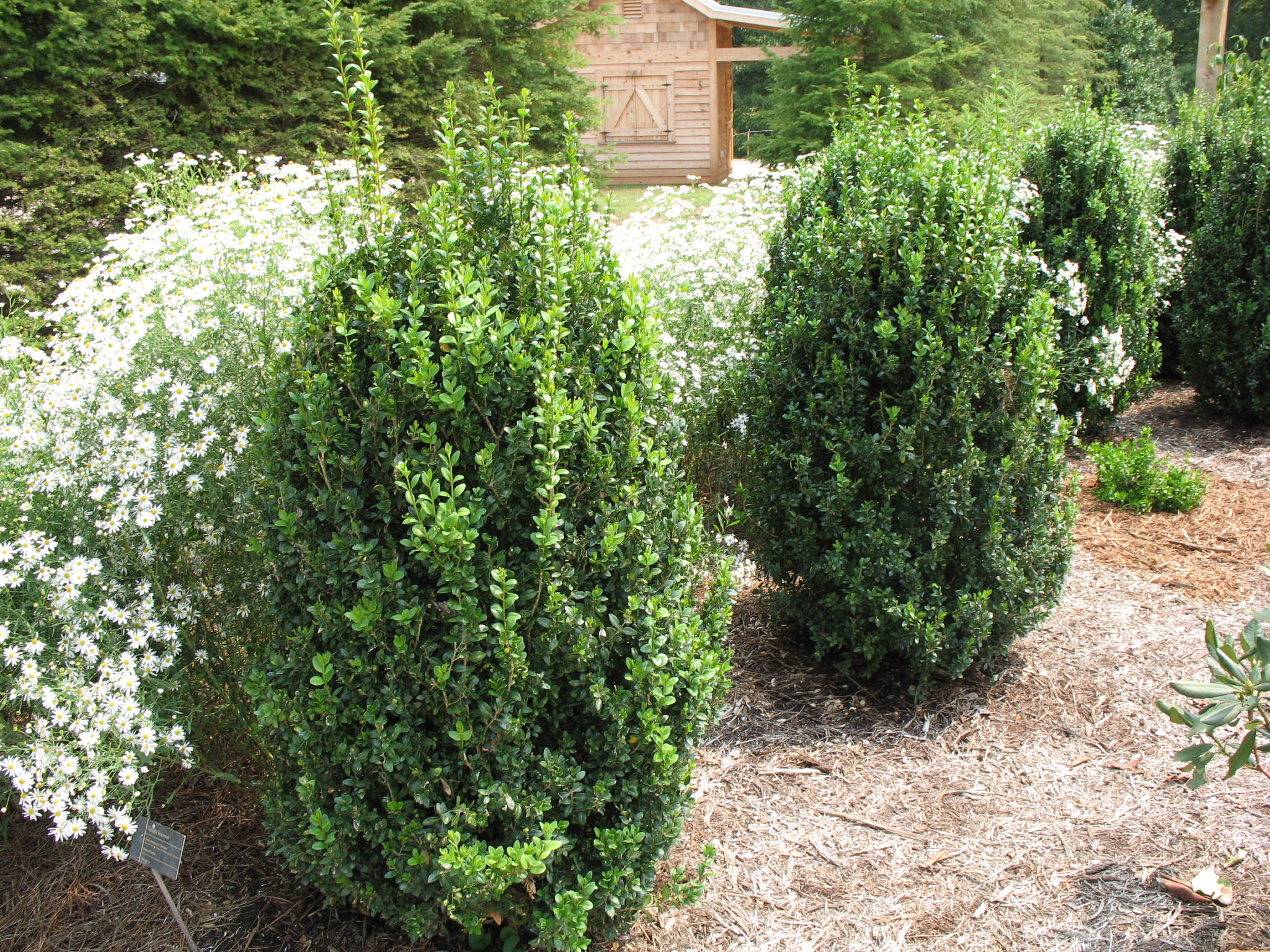 Buxus sempervirens 'Fastigiata'    / Upright Boxwood