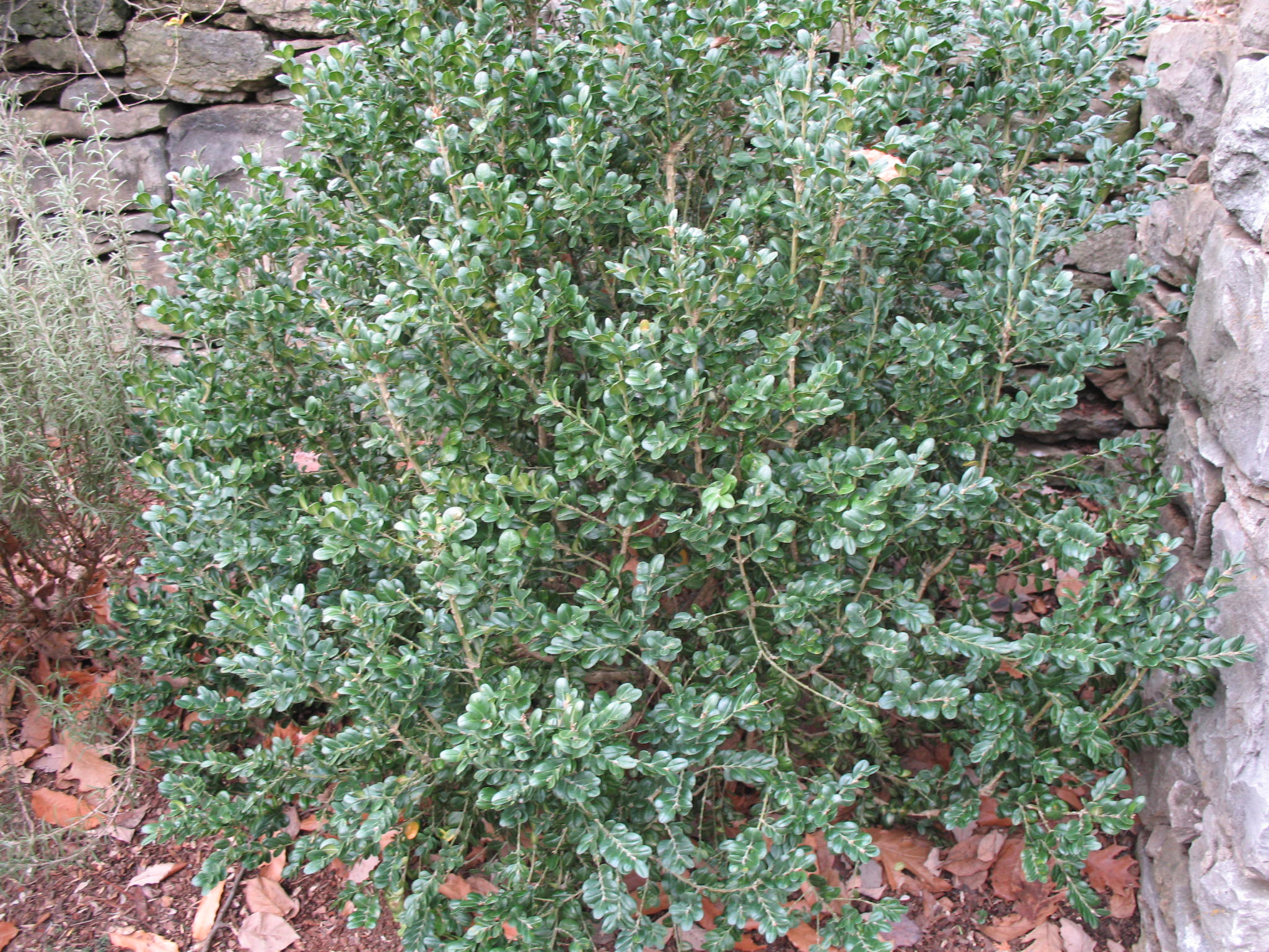 Buxus sempervirens 'Macrophylla'   / Bigleaf English Boxwood