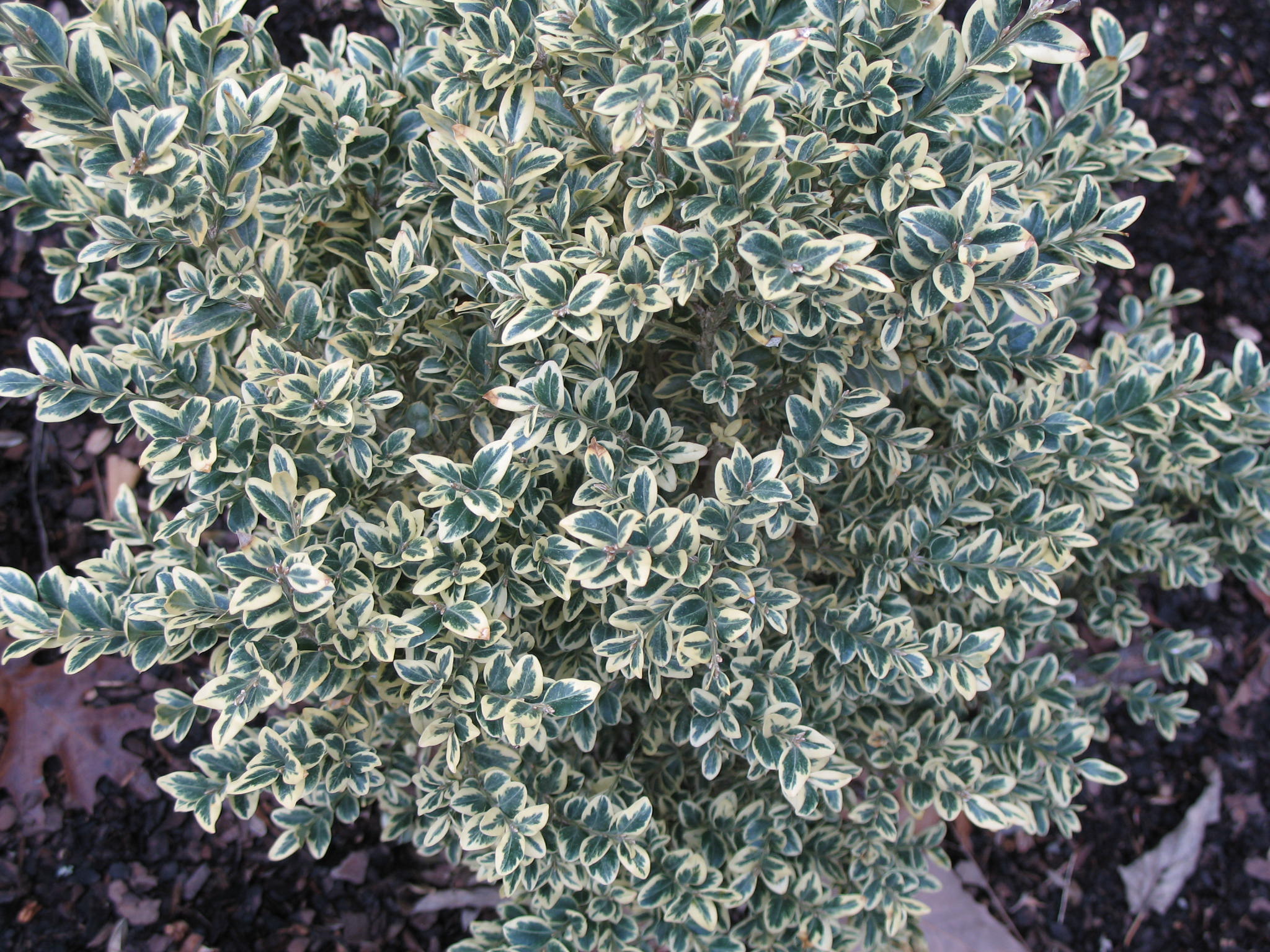 Buxus sempervirens 'Nana Variegata'   / Buxus sempervirens 'Nana Variegata'  