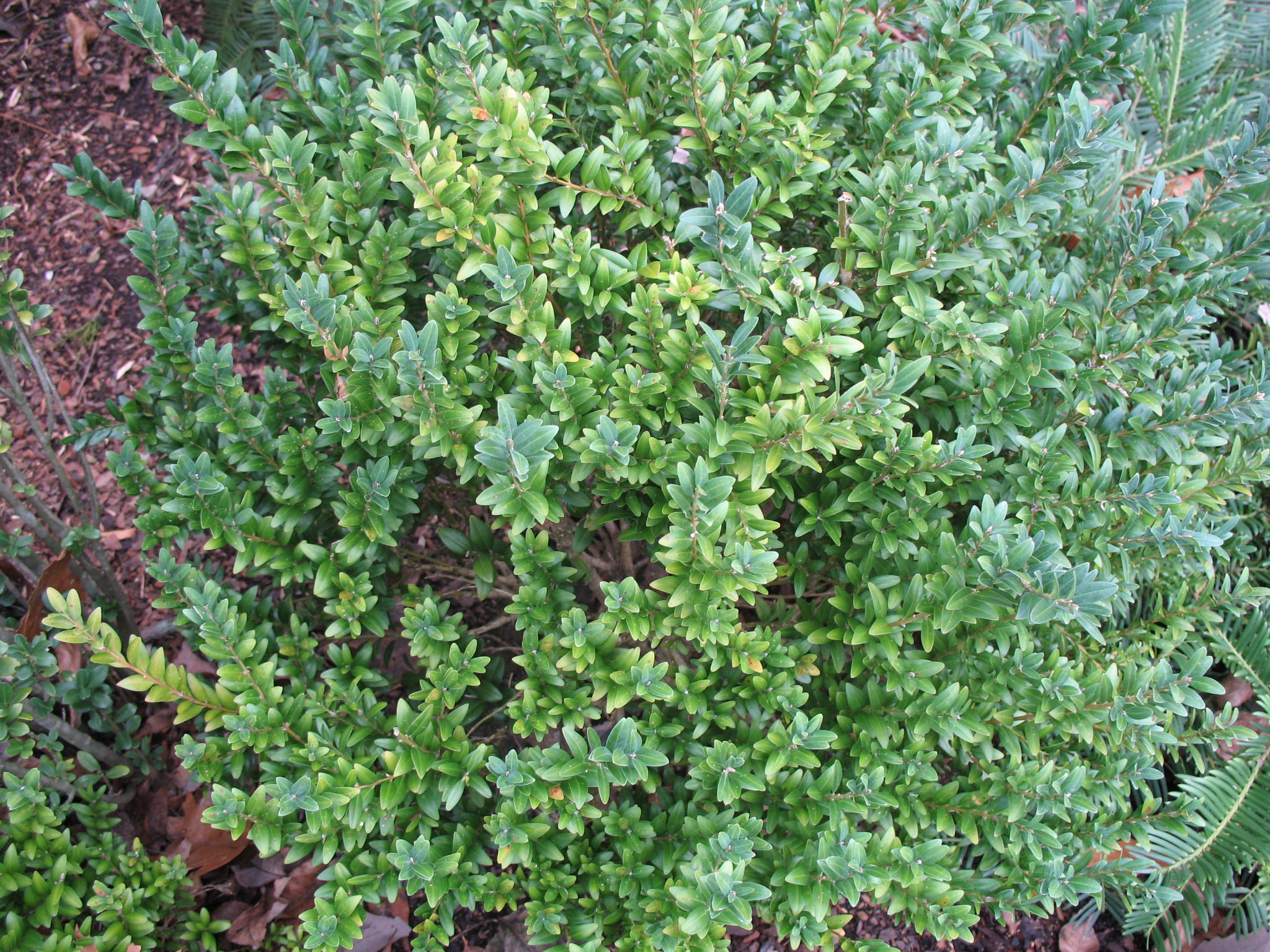 Buxus sempervirens 'Newport Blue'   / Buxus sempervirens 'Newport Blue'  