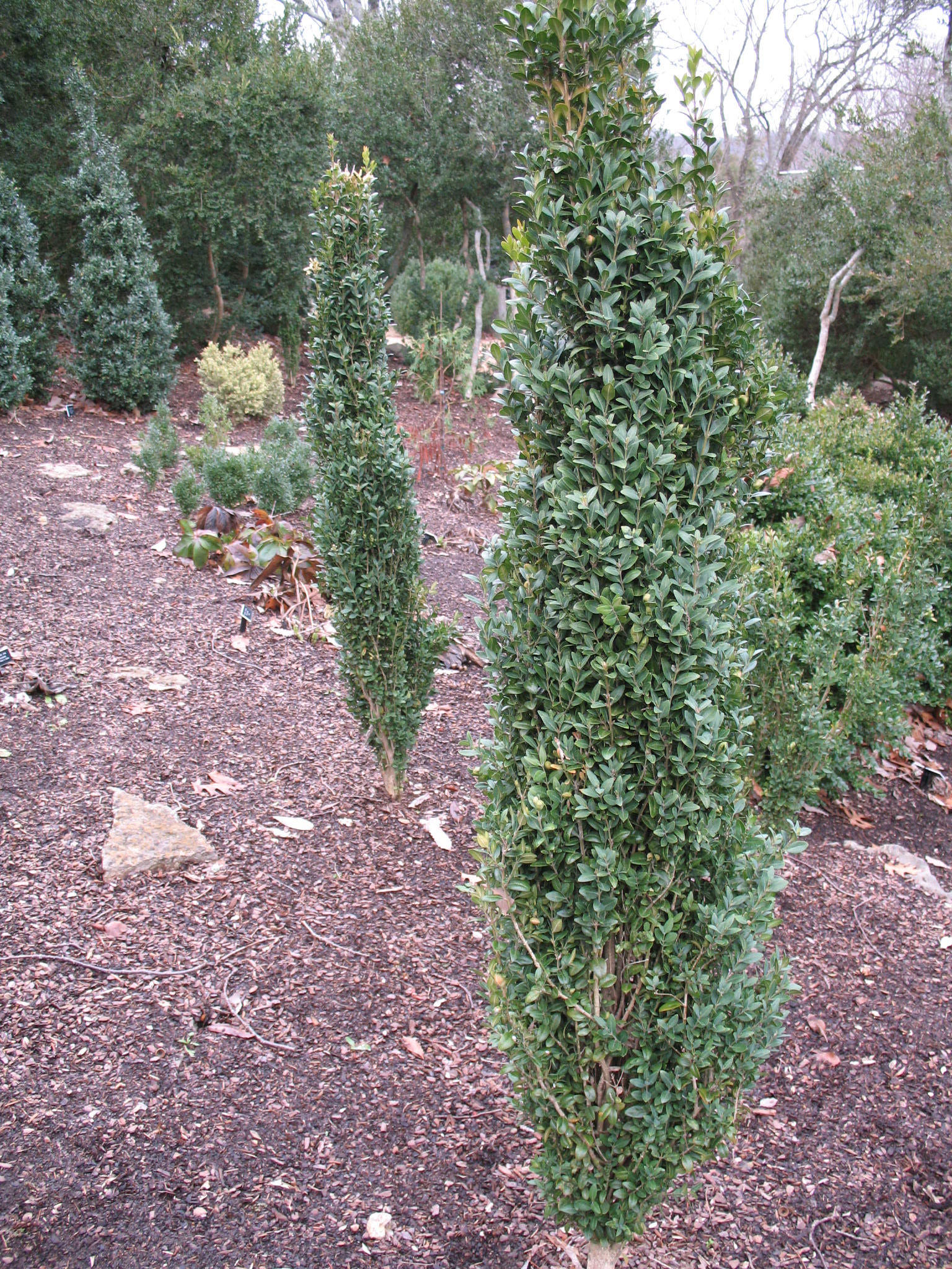 Buxus sempervirens 'Pyramidalis'  / Pyramidal English Boxwood