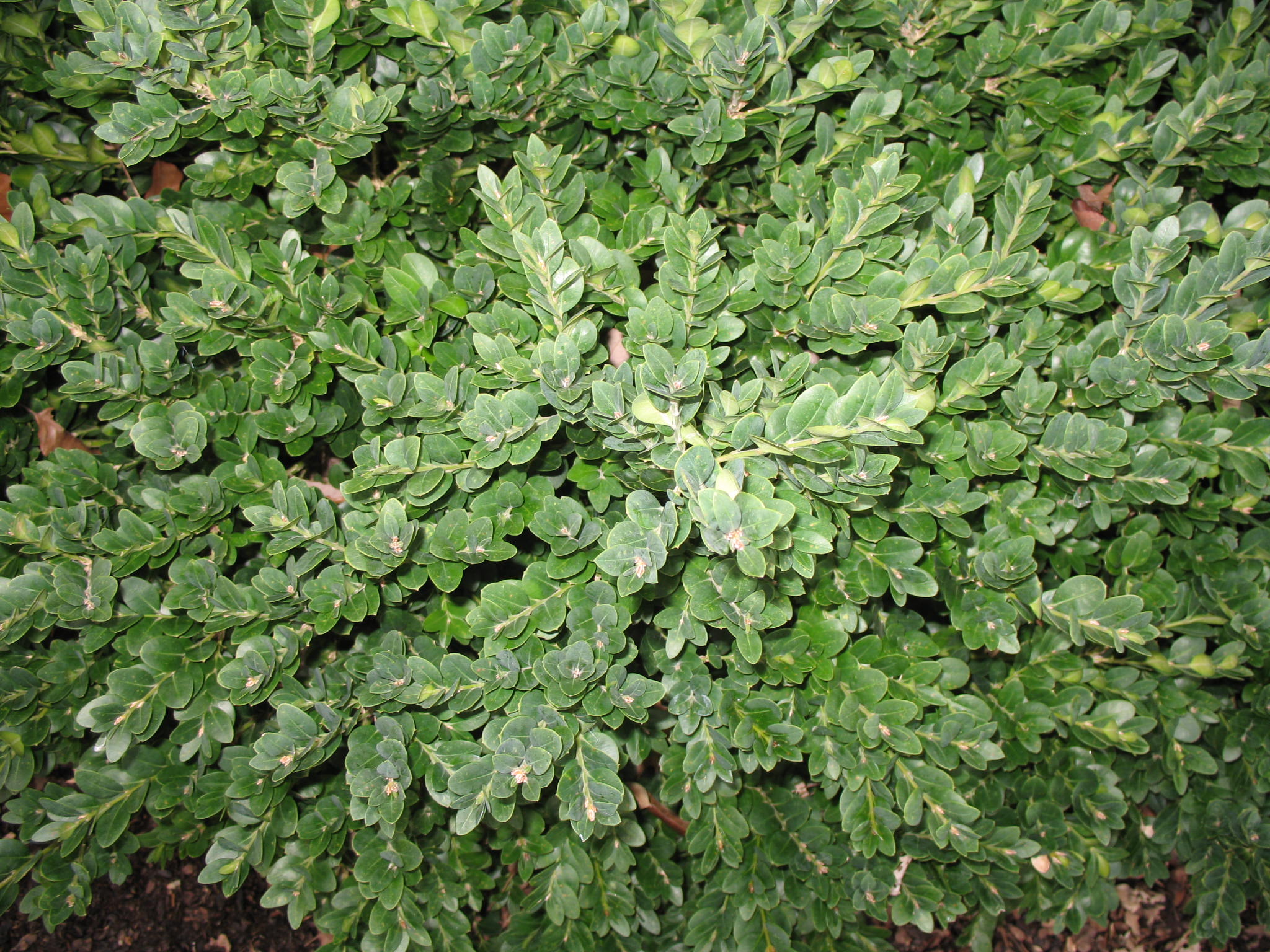 Buxus sempervirens 'Vardar Valley'   / Vadar Valley English Boxwood