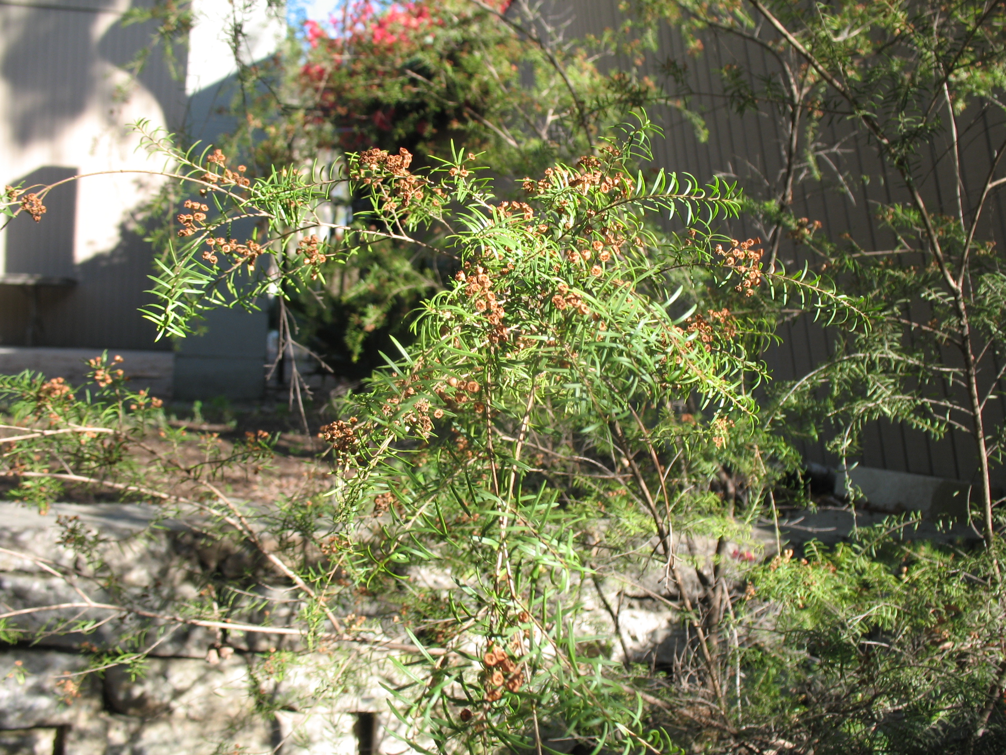 Baeckea virgata / Baeckea, Tall Baeckea