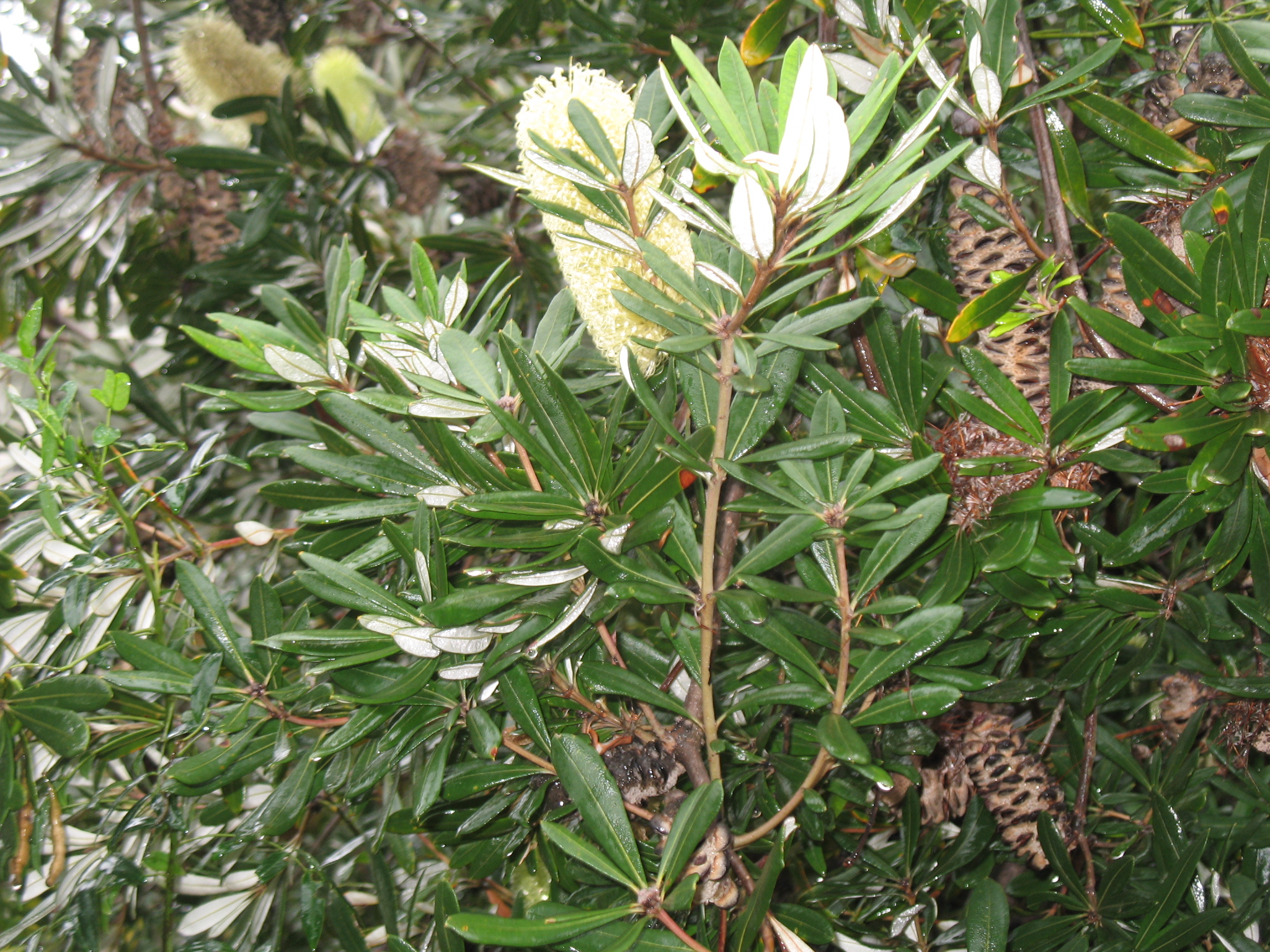 Banksia integrifolia / Coast Banksia, Banksia
