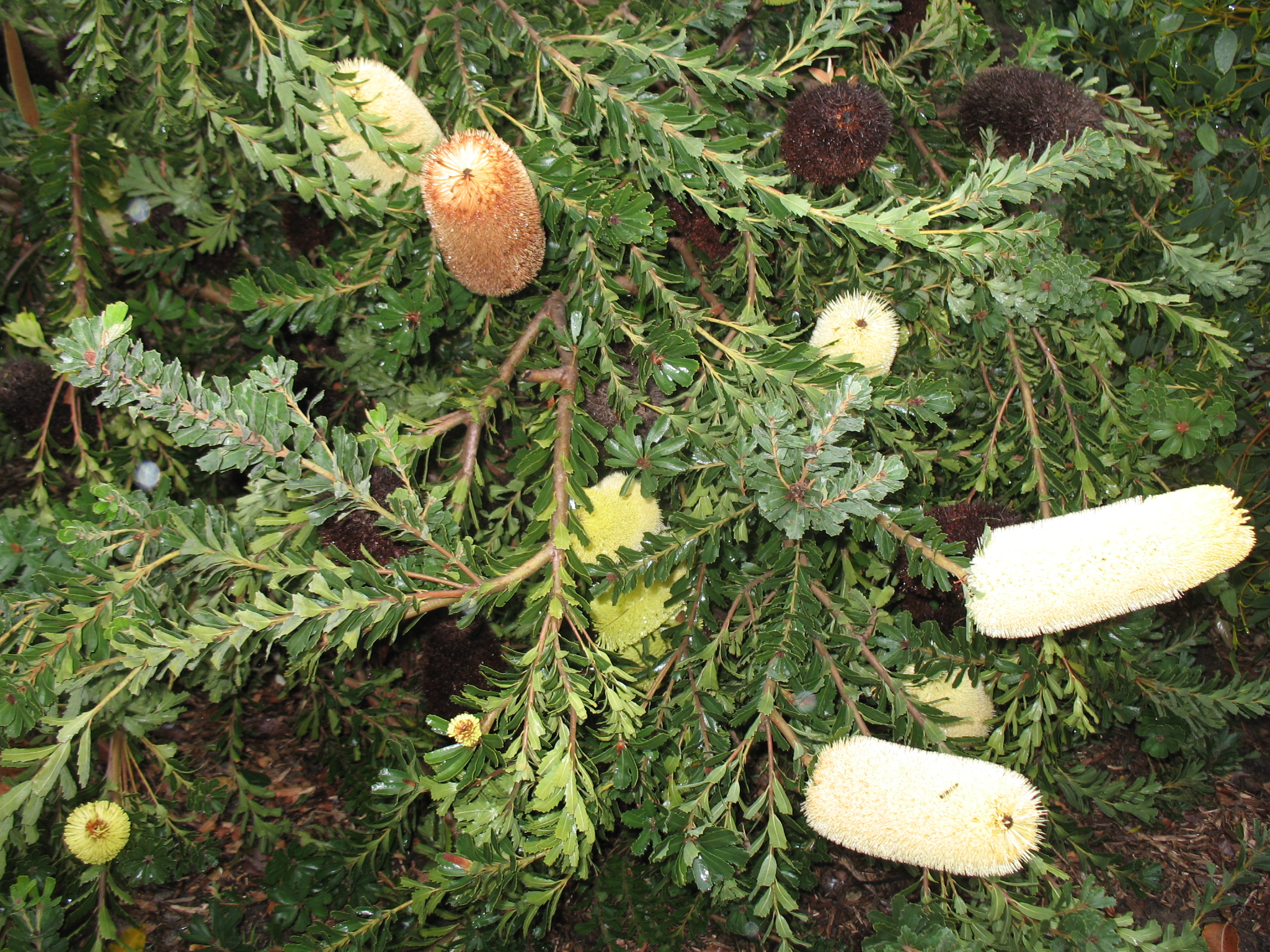 Banksia solandri / Banksia solandri