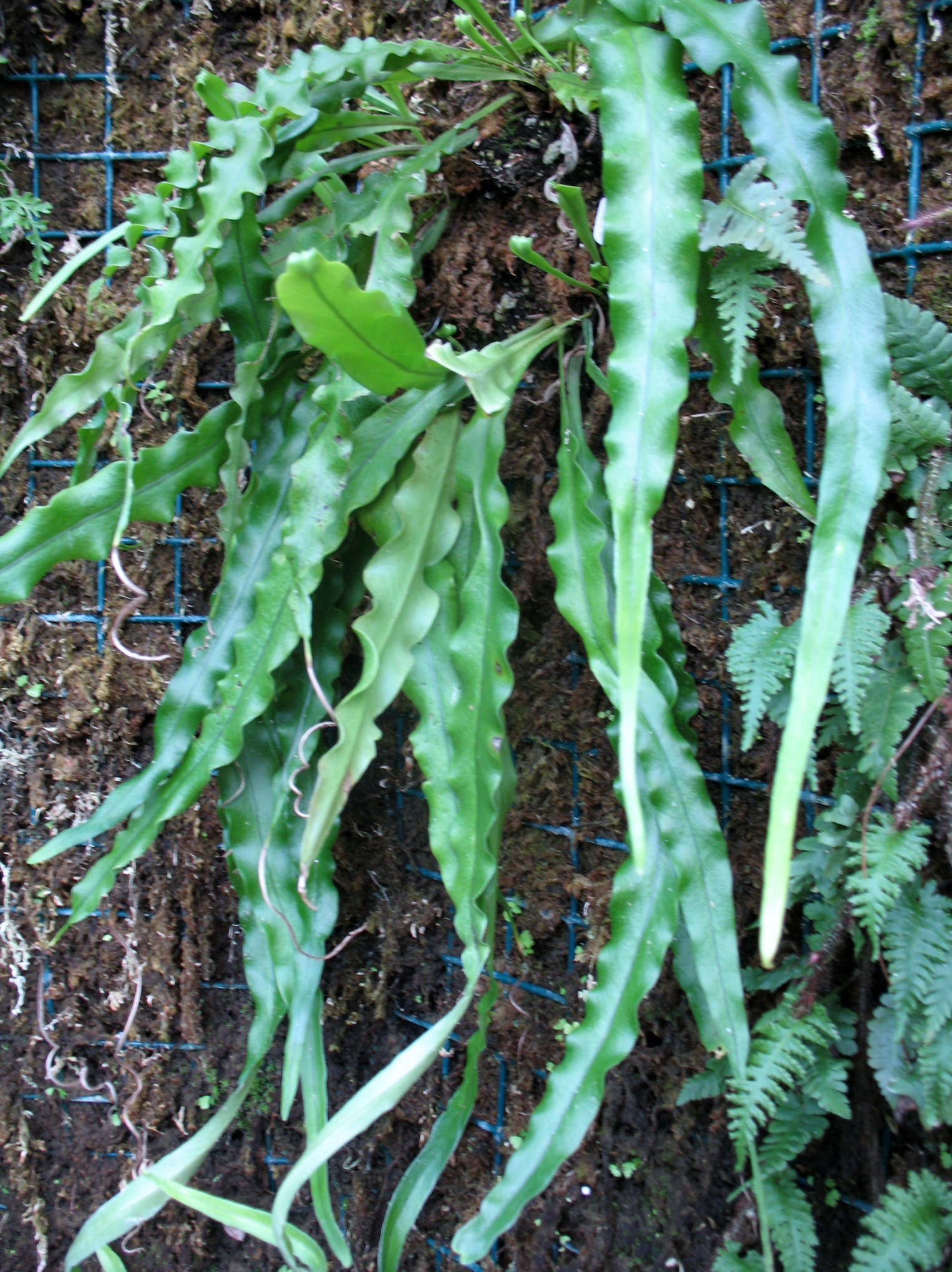 Belvisia mucronata / Needle Fern, Tailed Fern