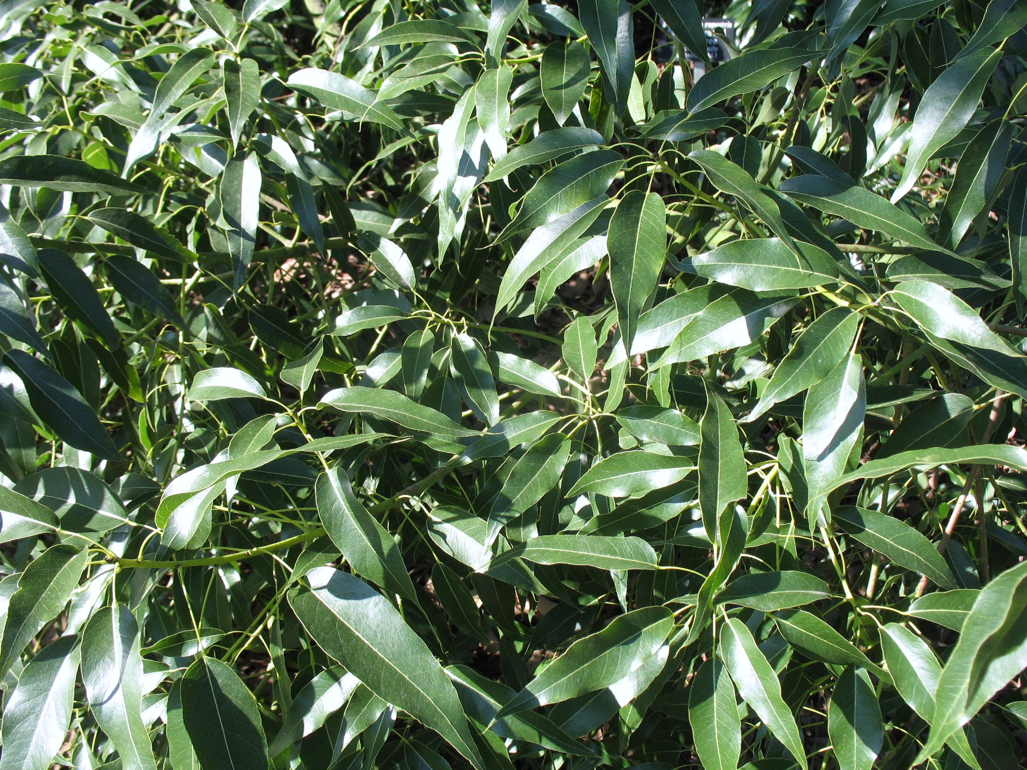 Brachychiton rupestris  / Queensland Bottle Tree, Bottle Tree