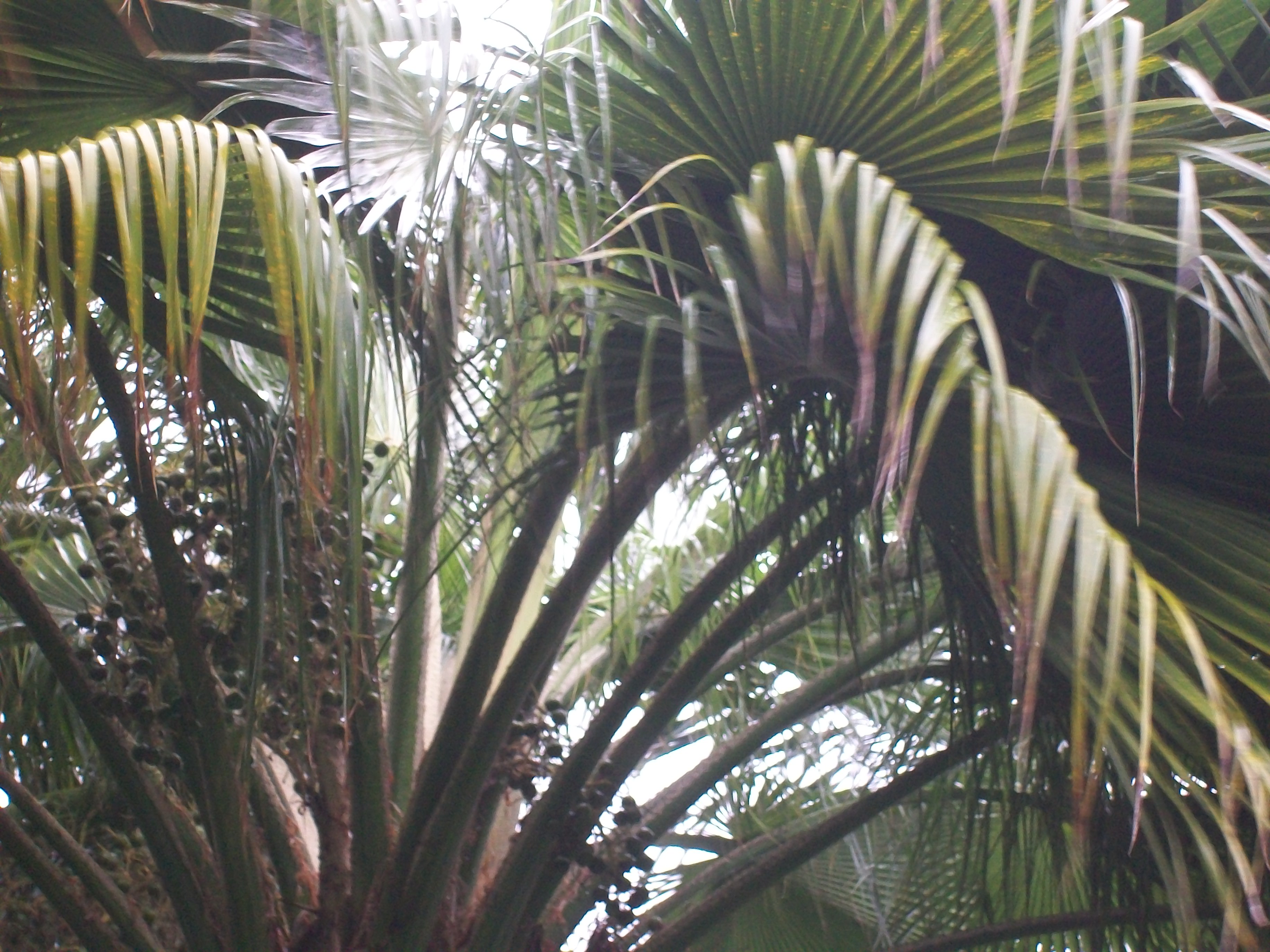 Brahea edulis / Guadalupe Palm