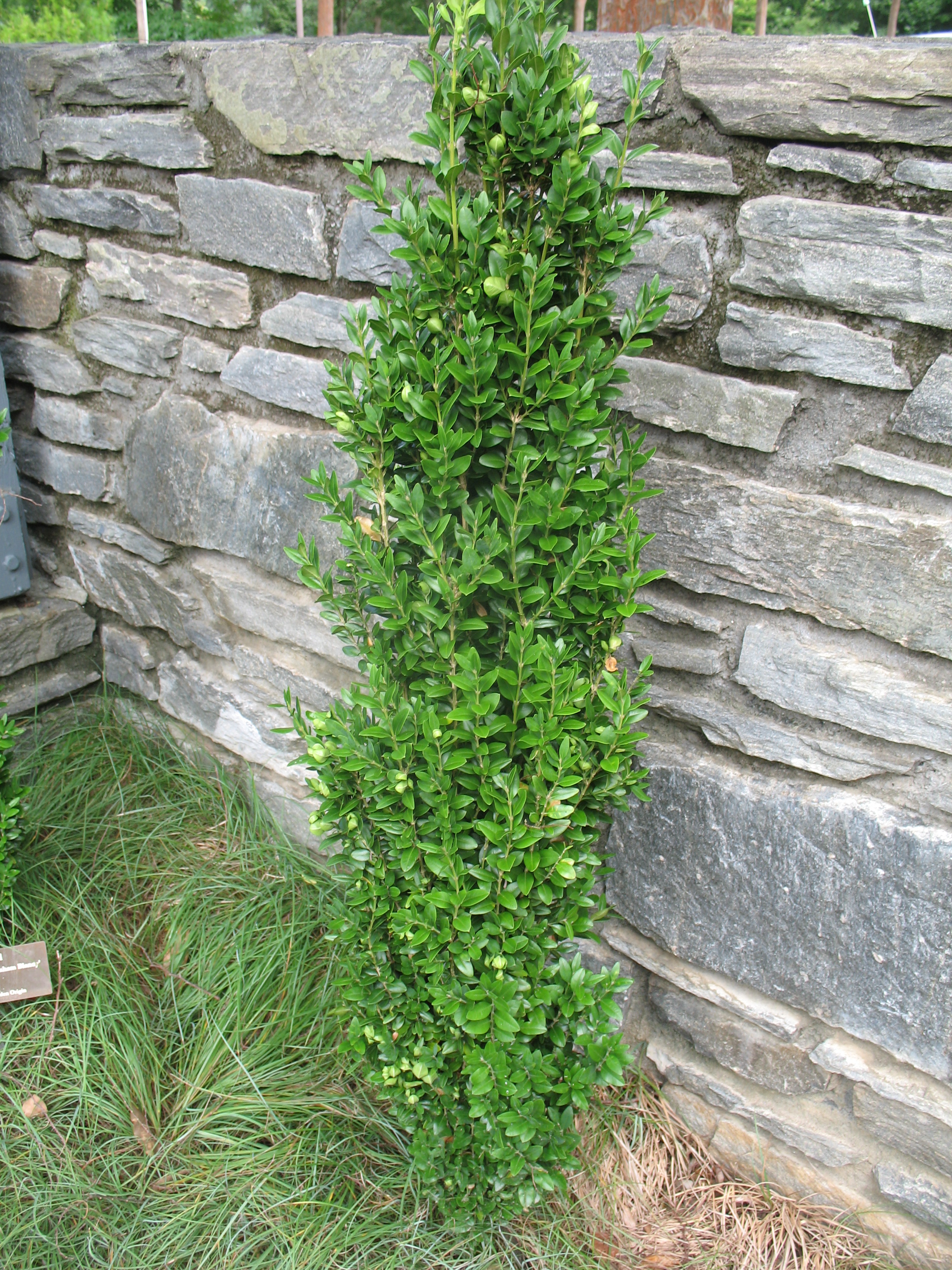 Buxus sempervirens 'Graham Blandy' / Buxus sempervirens 'Graham Blandy'