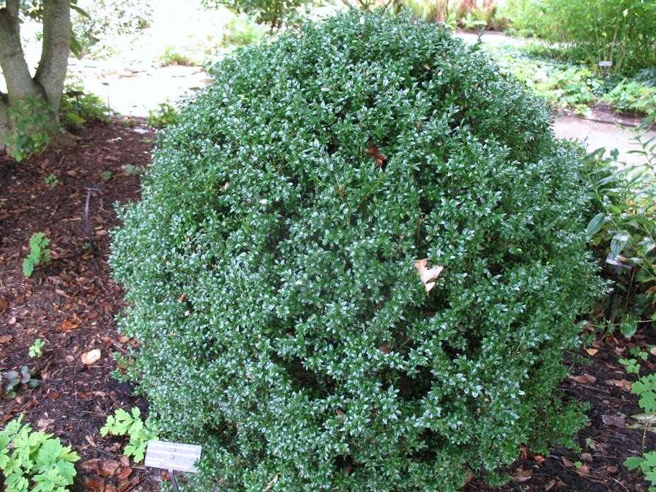 Buxus sempervirens 'Herman von Schrenk'  / Herman von Schrenk Boxwood