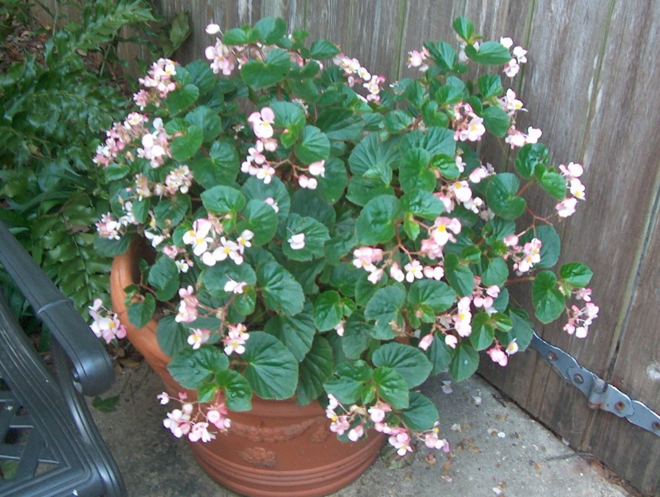 Begonia 'Baby Wing' / Begonia 'Baby Wing'