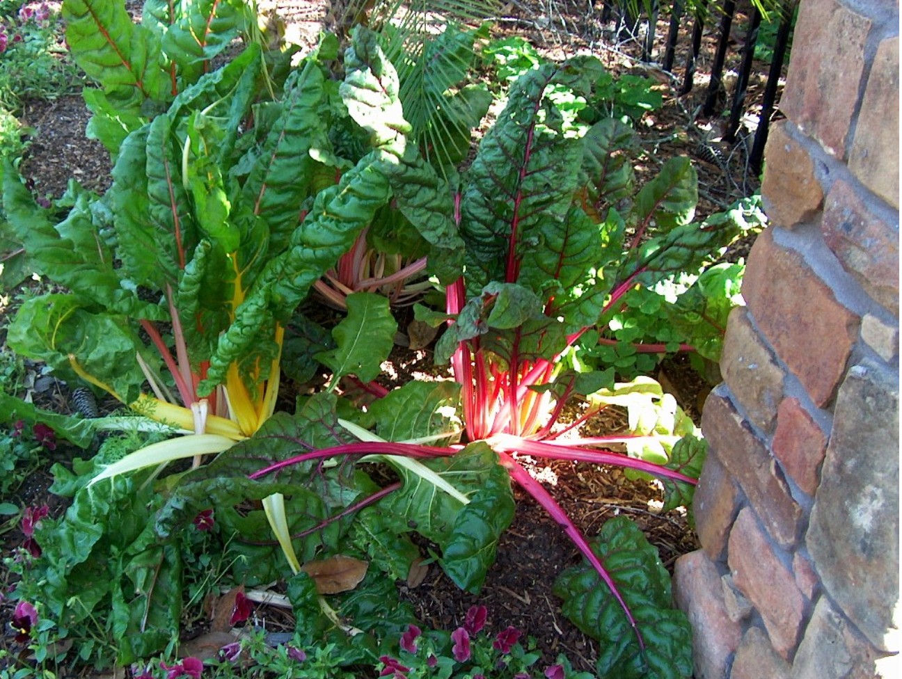 Beta vulgaris var. cicla 'Bright Lights'  / Bright Lights Swiss Chard