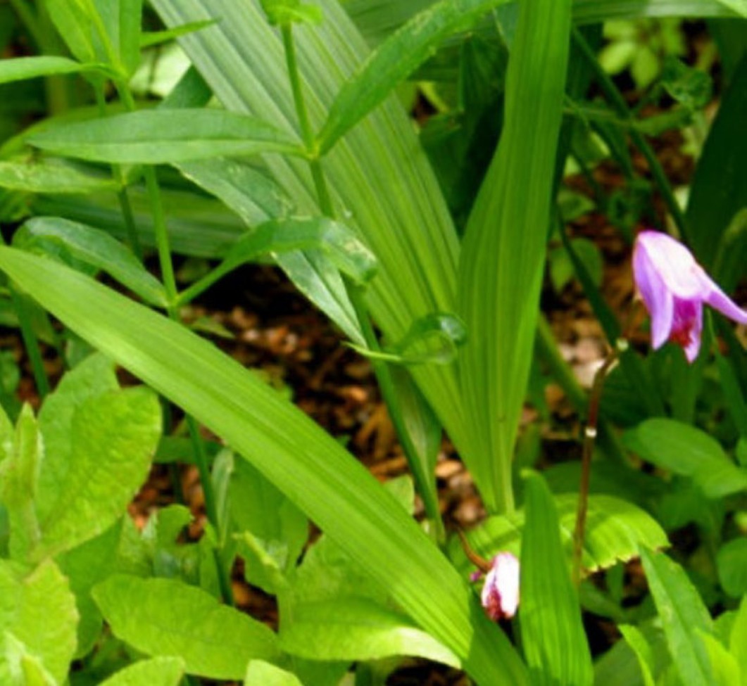 Bletilla striata / Bletilla striata