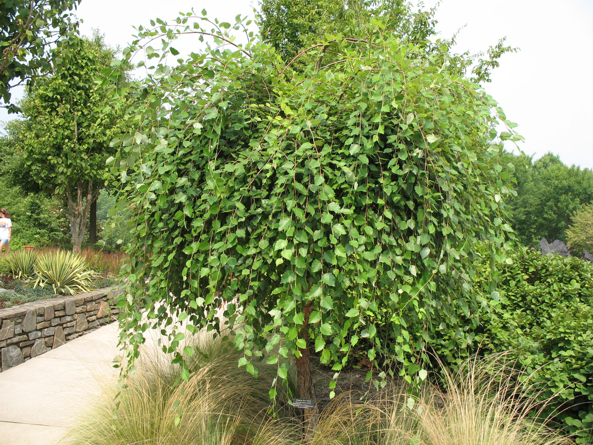 Betula nigra 'Summer Cascade'  / Weeping River Birch