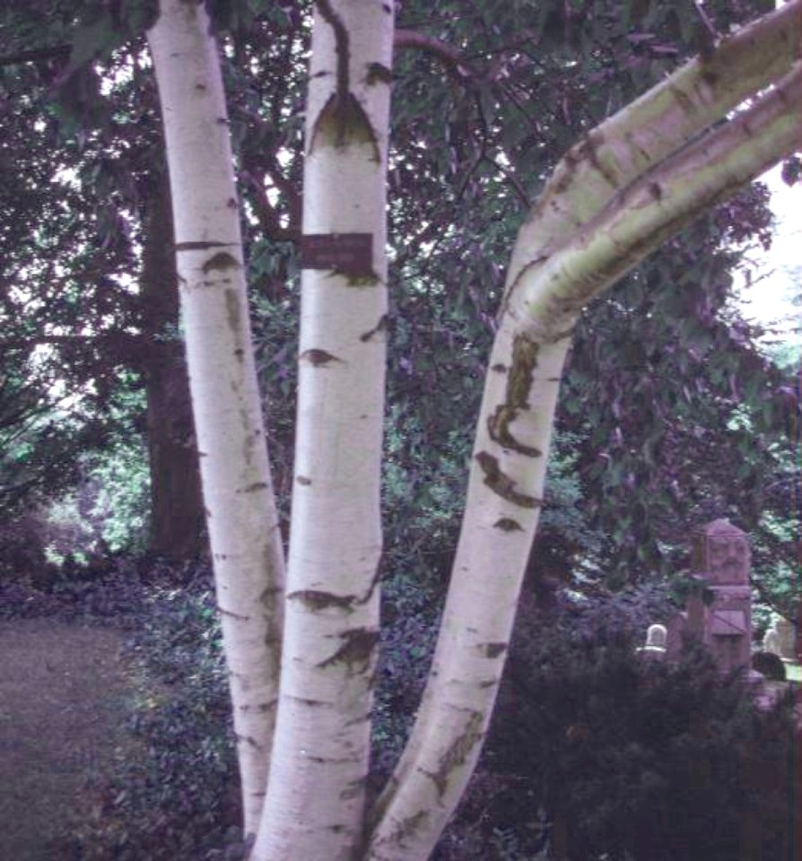 Betula papyrifera / Betula papyrifera