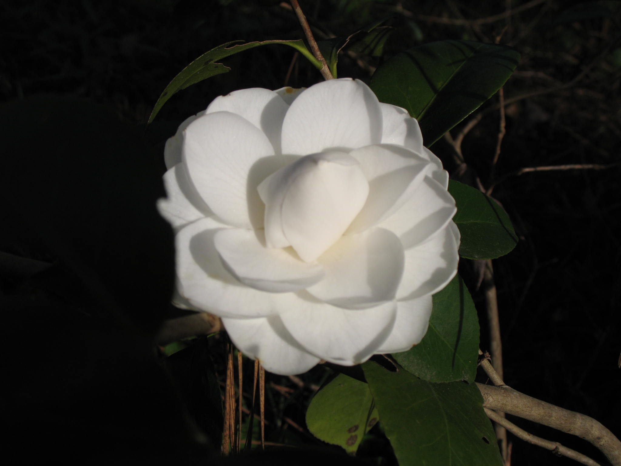 Camellia japonica 'Mrs. Hooper Connell'   / Mrs. Hooper Connell Camellia