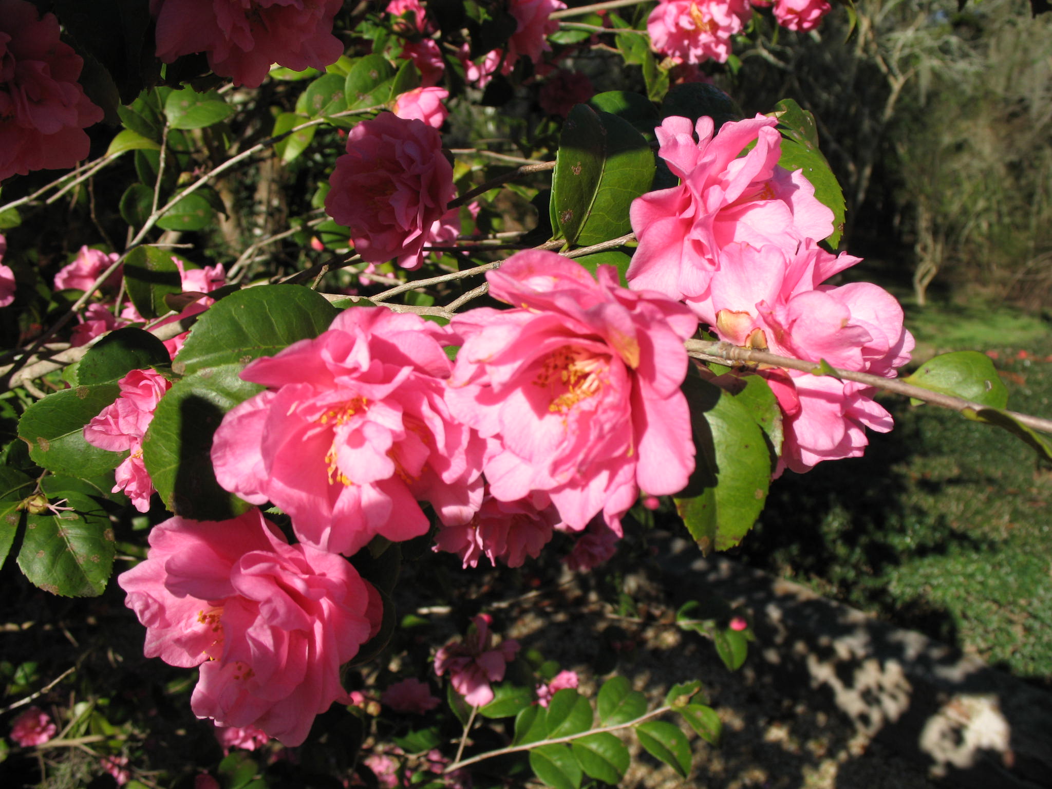 Camellia japonica 'Fragrant Pink'   / Fragrant Pink Camellia