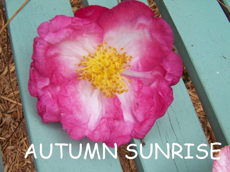 Camellia sasanqua / Camellia sasanqua