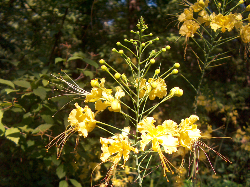 Caesalpinia 'Cream Puff' / Caesalpinia 'Cream Puff'