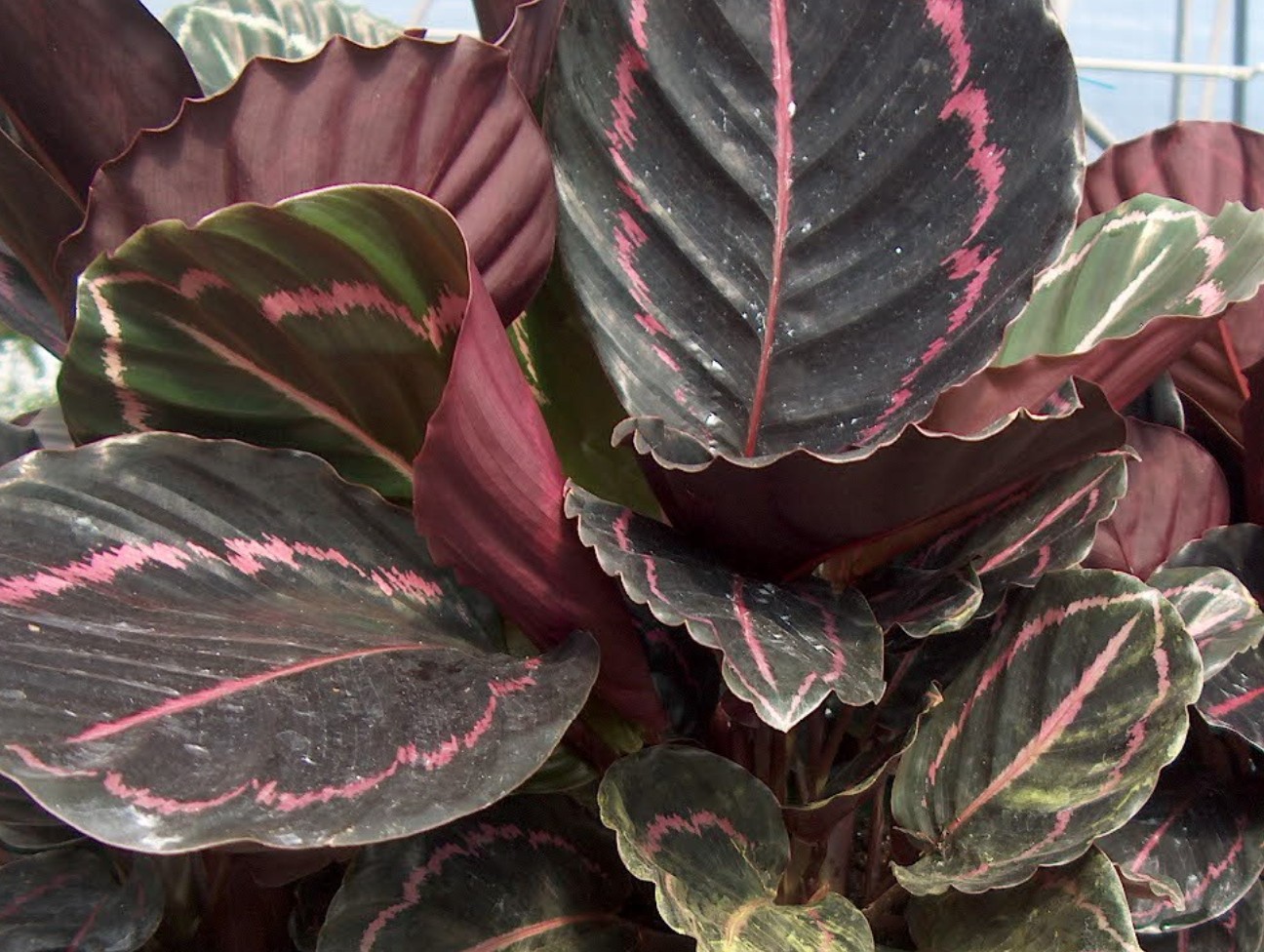 Calathea 'Dottie' / Dottie Calathea