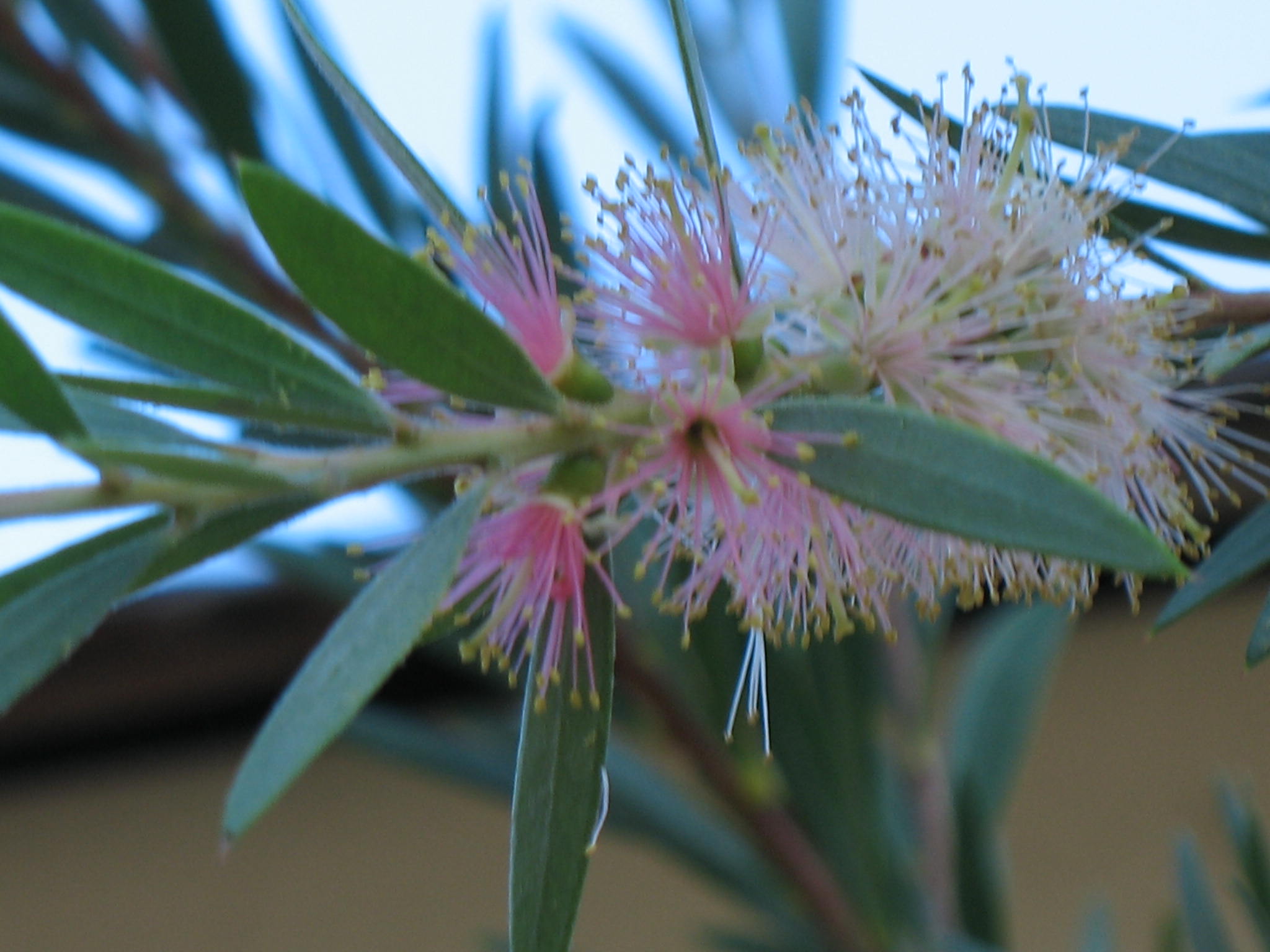 Callistemon paludosus  / Pink form River Bottlebrush