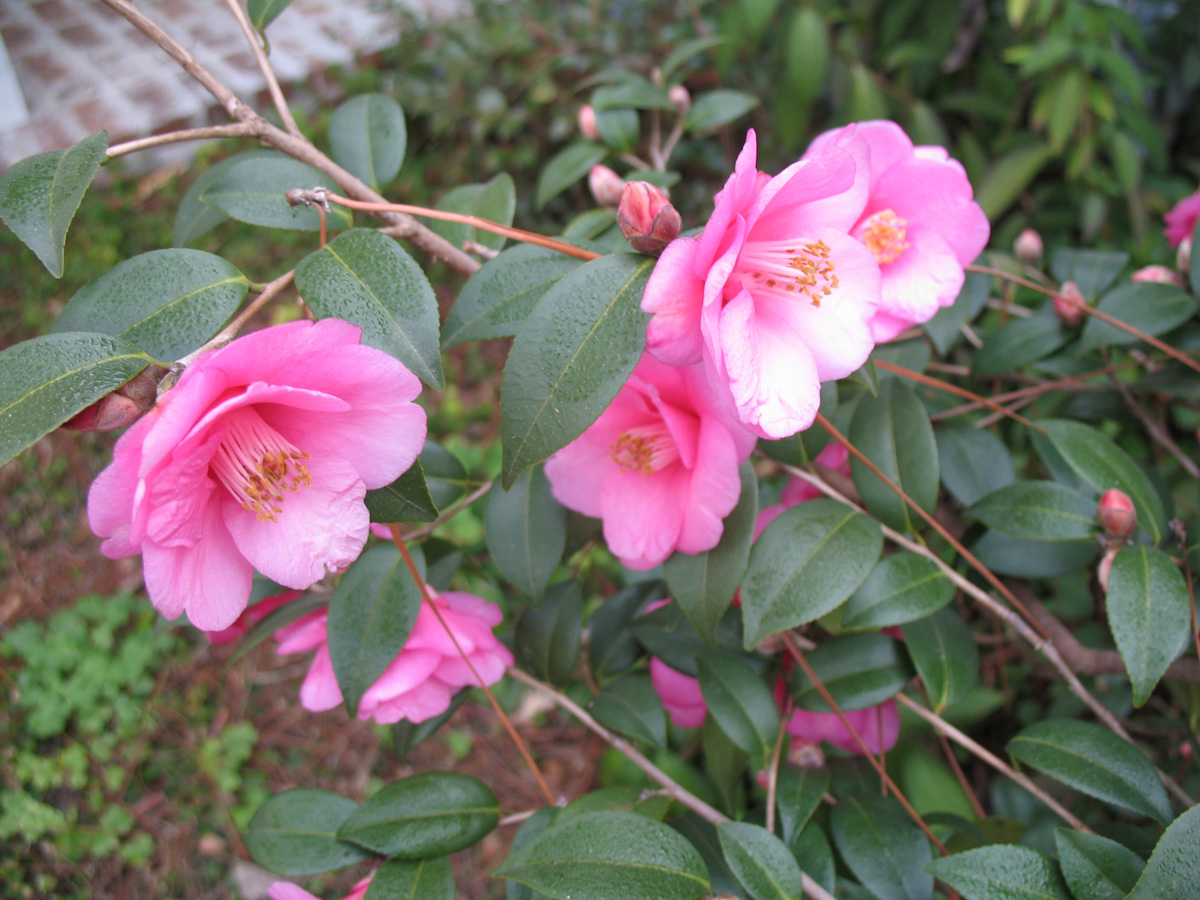 Camellia japonica 'Gay Baby'  / 