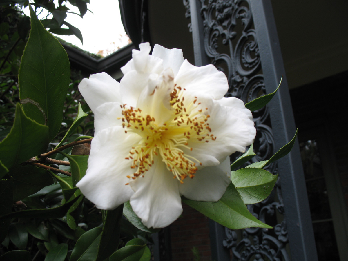 Camellia japonica 'Empress' / White Empress Camellia